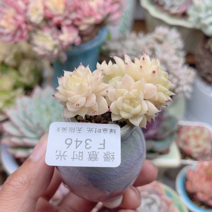 346 韩麦 带陶瓷盆发货 一物一拍