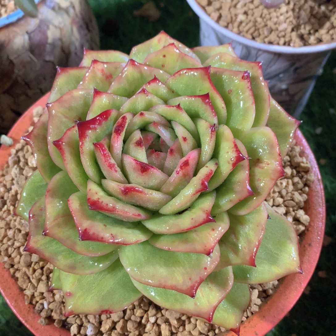 蔷薇锦12 公分一物一拍