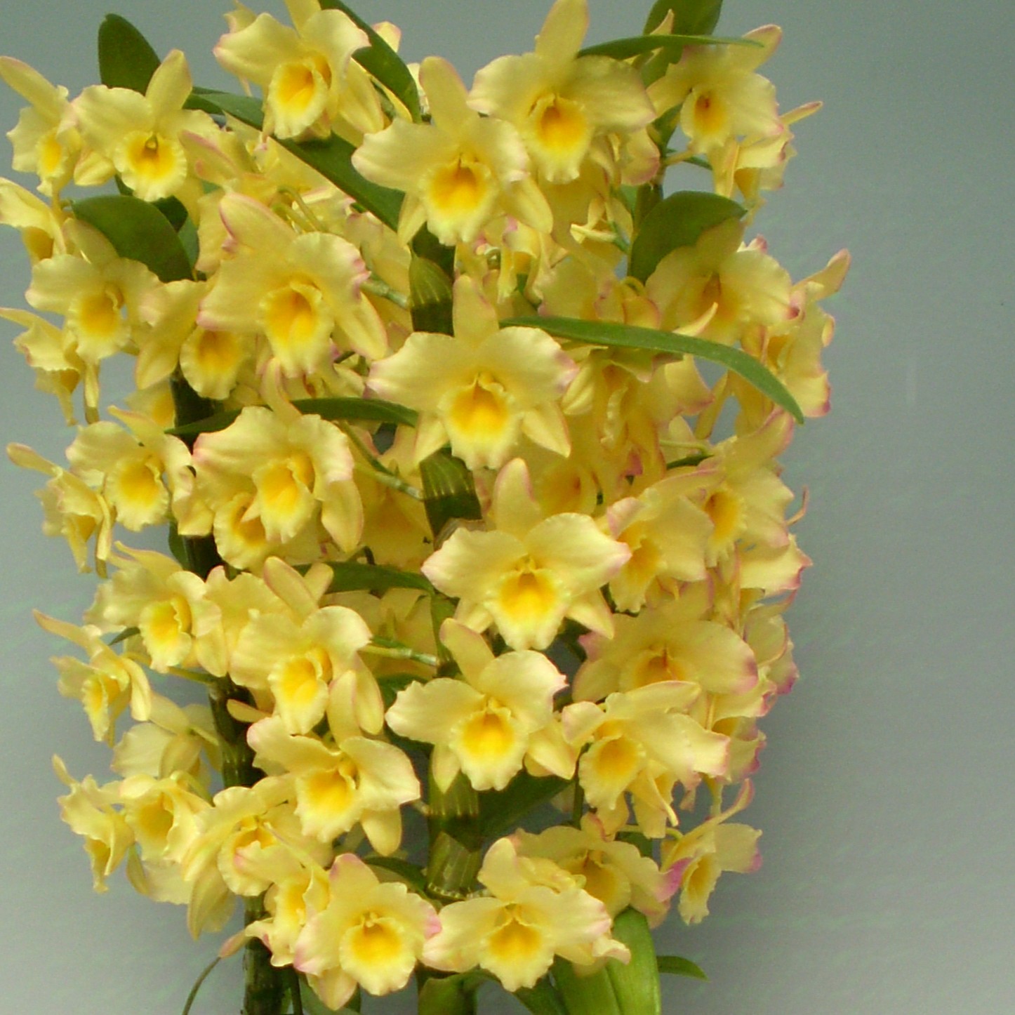 兰花 石斛兰 春石斛《313》原盆原土发货