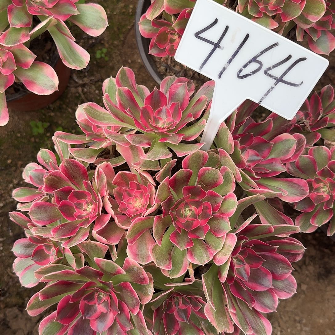 4164粉女郎多肉法师多肉