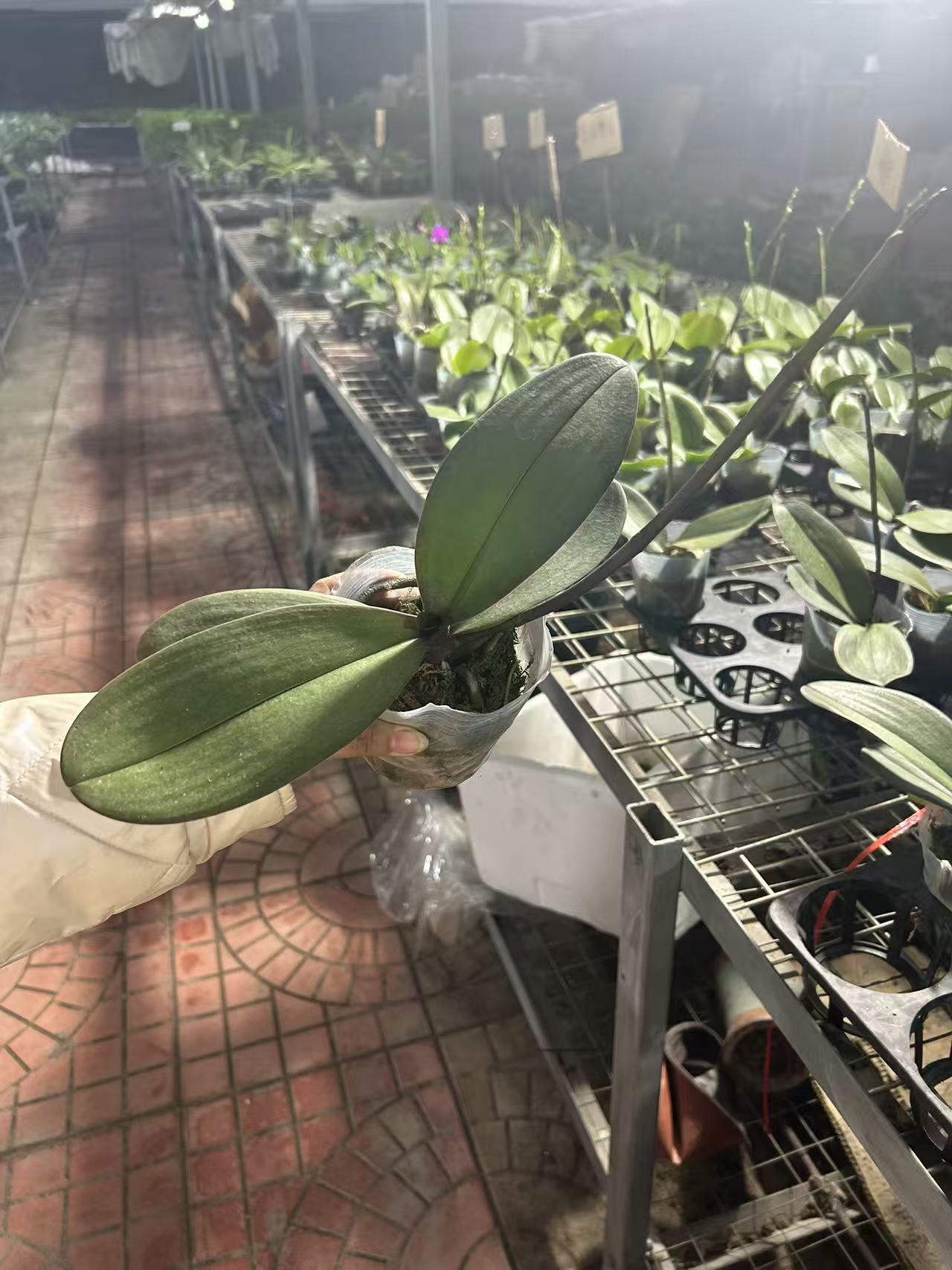 蝴蝶兰  (香格里拉）出梗苗