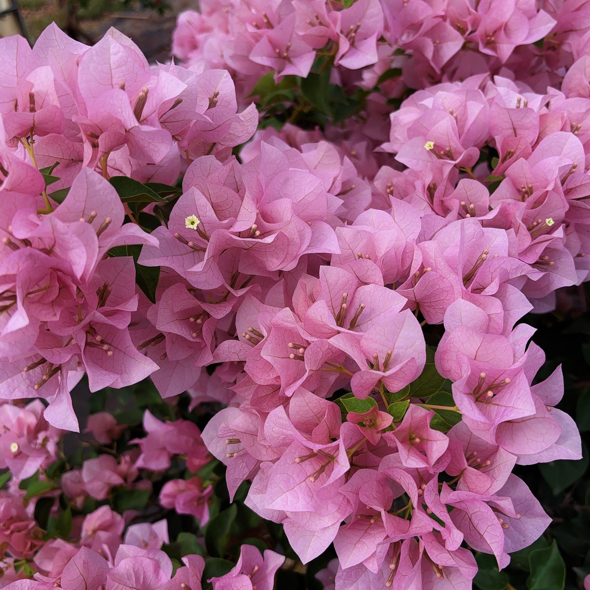 基地直发庭院盆栽一物一拍三角梅掉花落叶属于正常接收不了勿拍