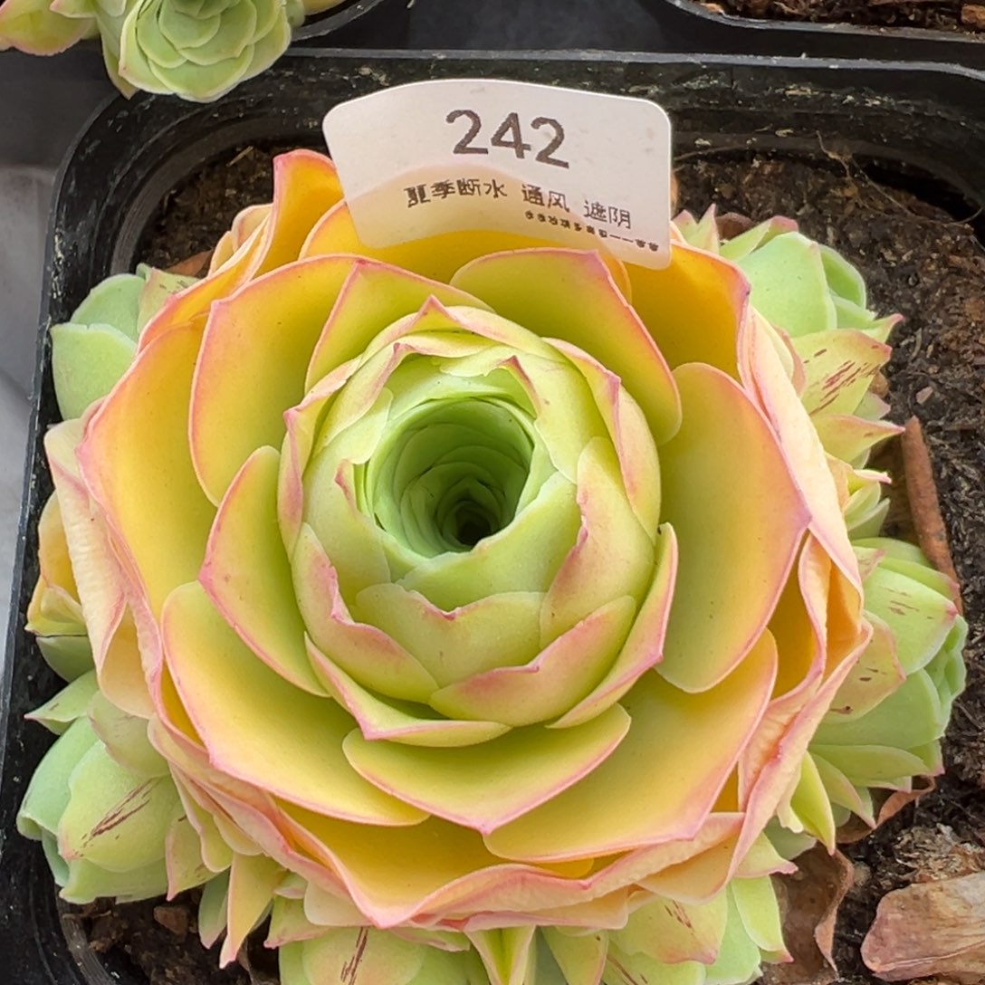 242号小鹿兜—山地玫瑰