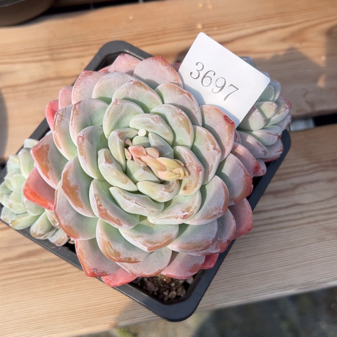 清***₩3697多人的反反复复