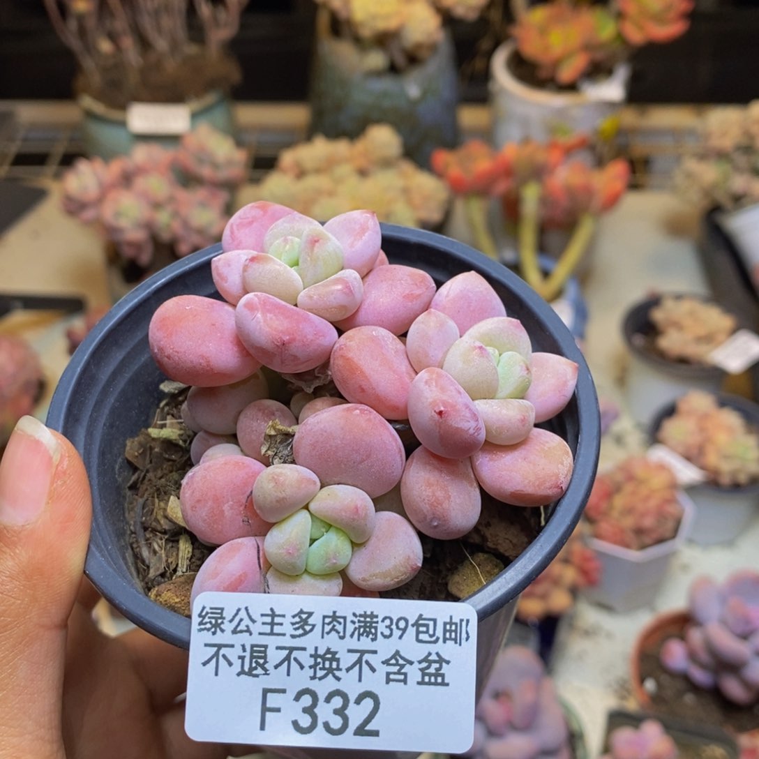 332樱花洛神多肉6c m