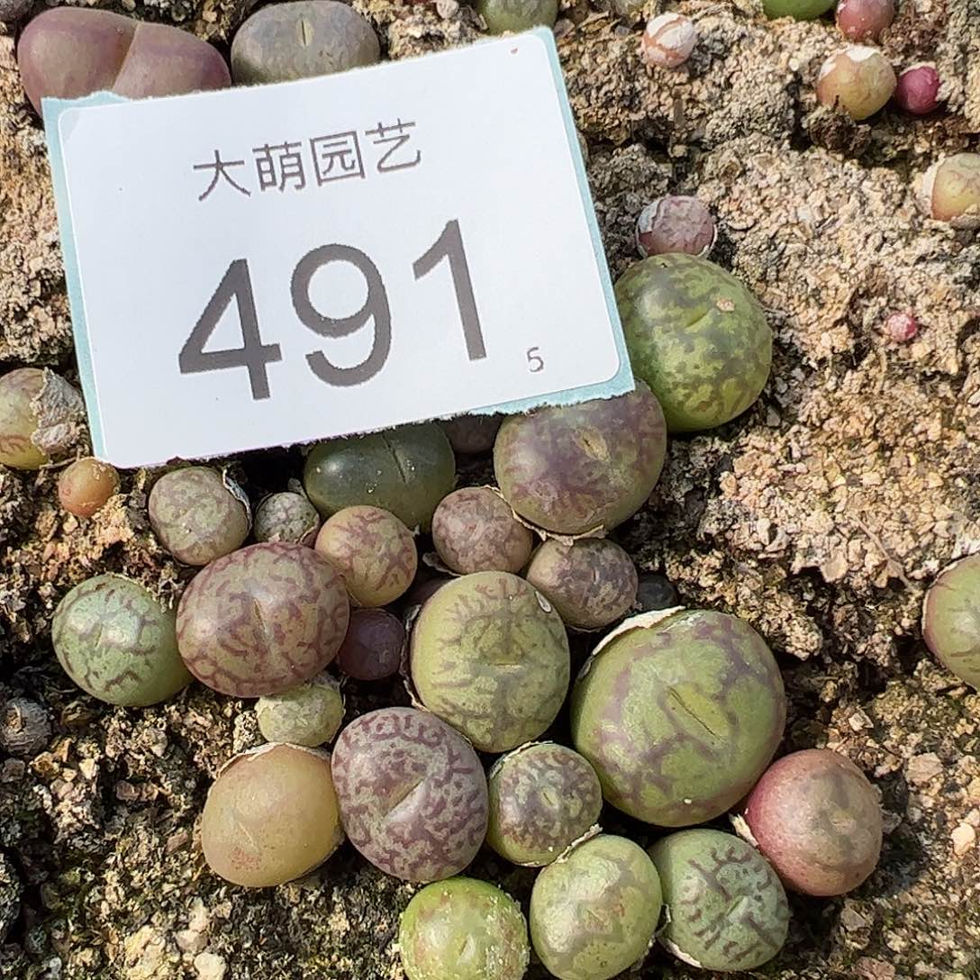 0000491量拍吕红×超墨2颗