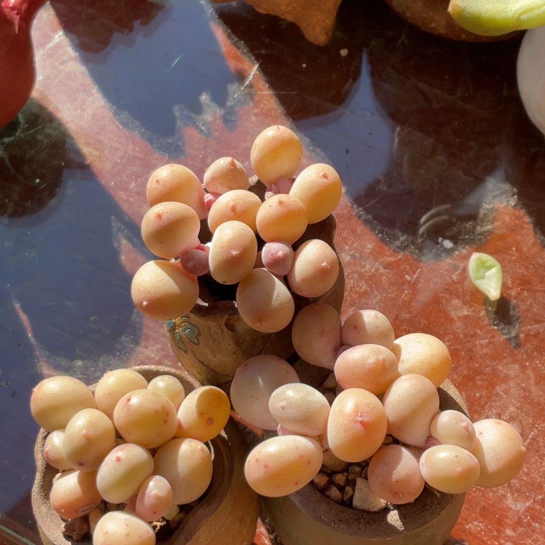 小***️彩虹奶和蛋黄奶三盆