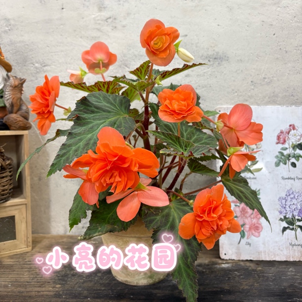 【香槟】景观海棠垂钓大花多年生室内花卉 不包养护