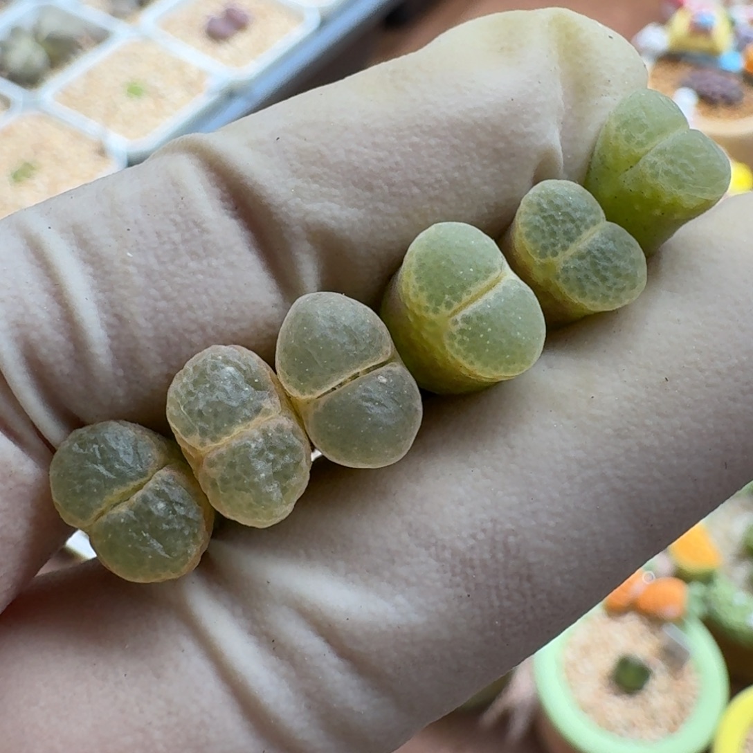 煮***茶1226-03粉樱肉锥肉锥肉锥