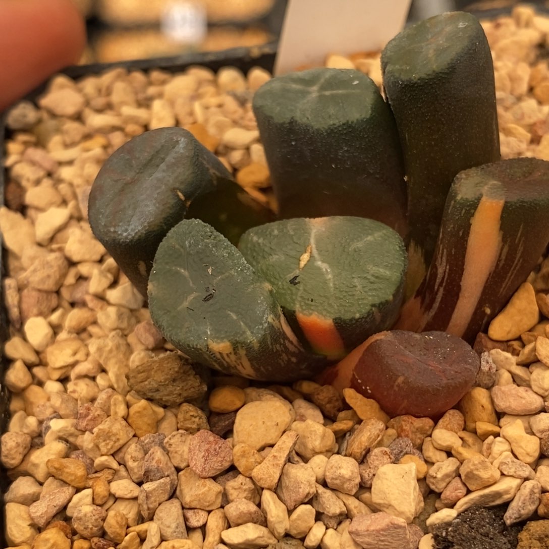 780翡翠龙万象多肉植物