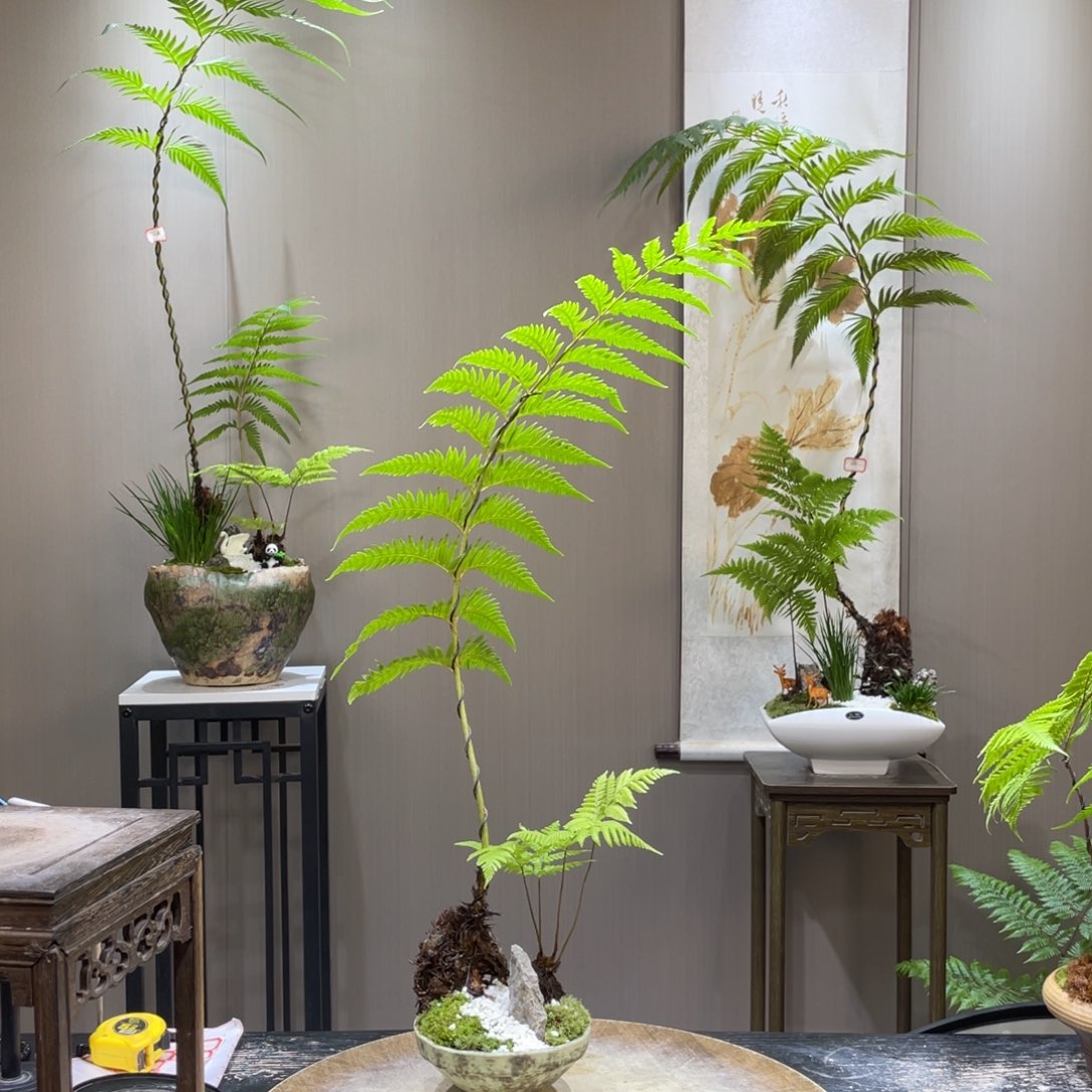 慧***。蕨类植物1111111