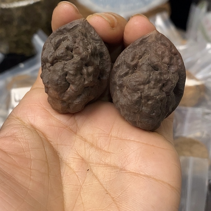 核桃云南铁核桃基地66