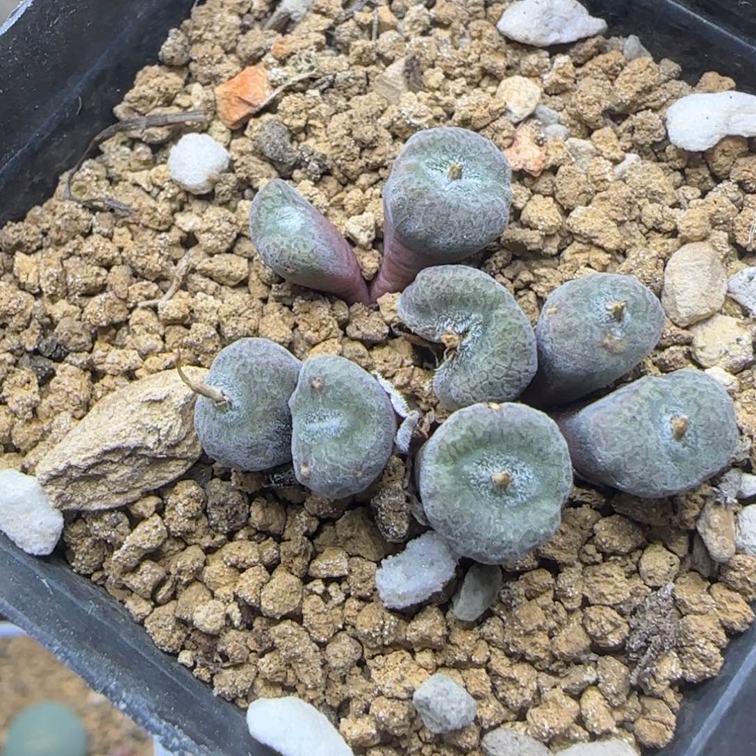 东***丈专拍漂亮多肉植物251