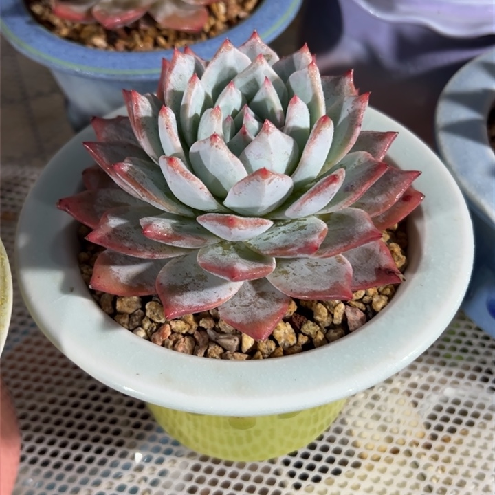 新疆包邮 粉蓝鸟带盆