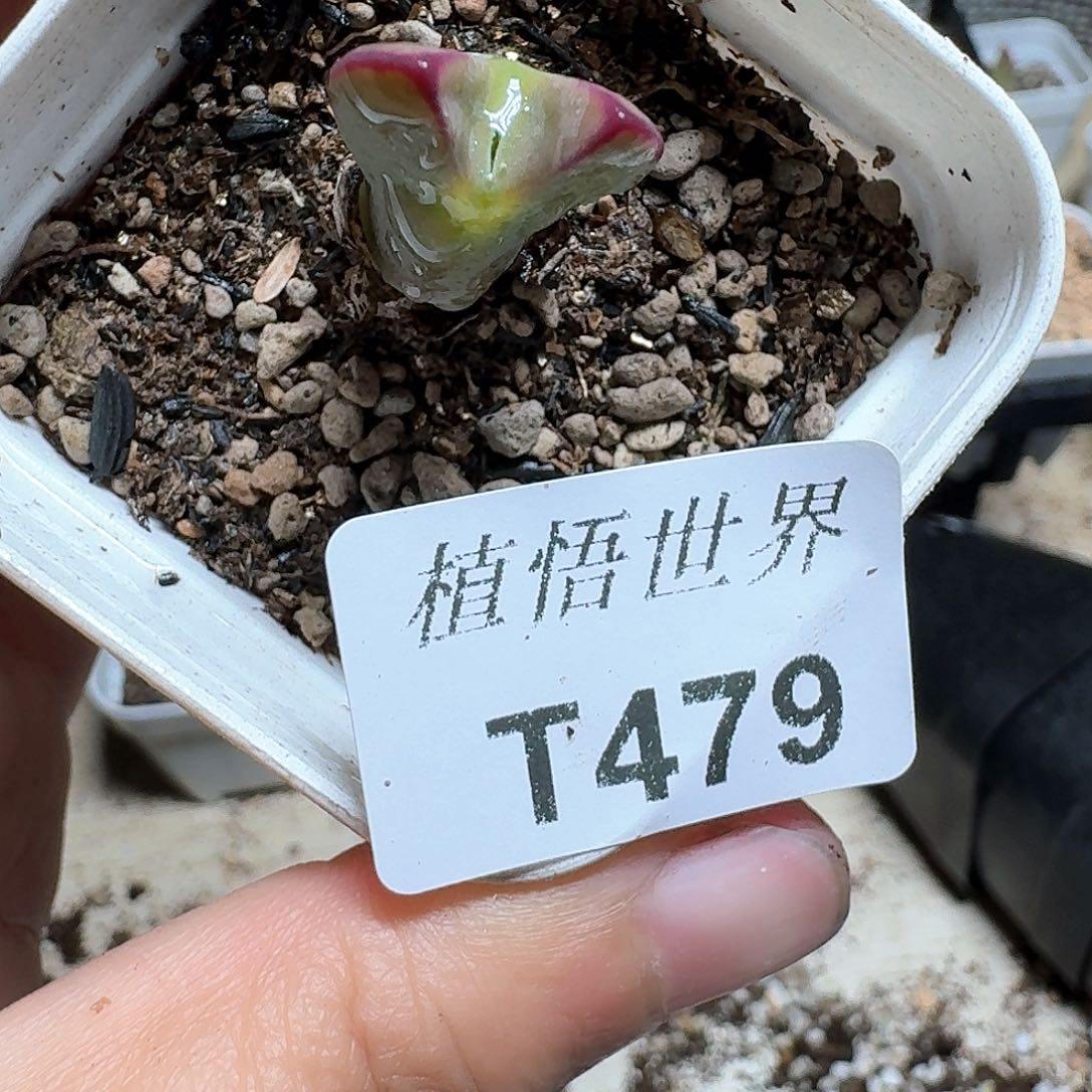 479号多肉植物哇唱歌