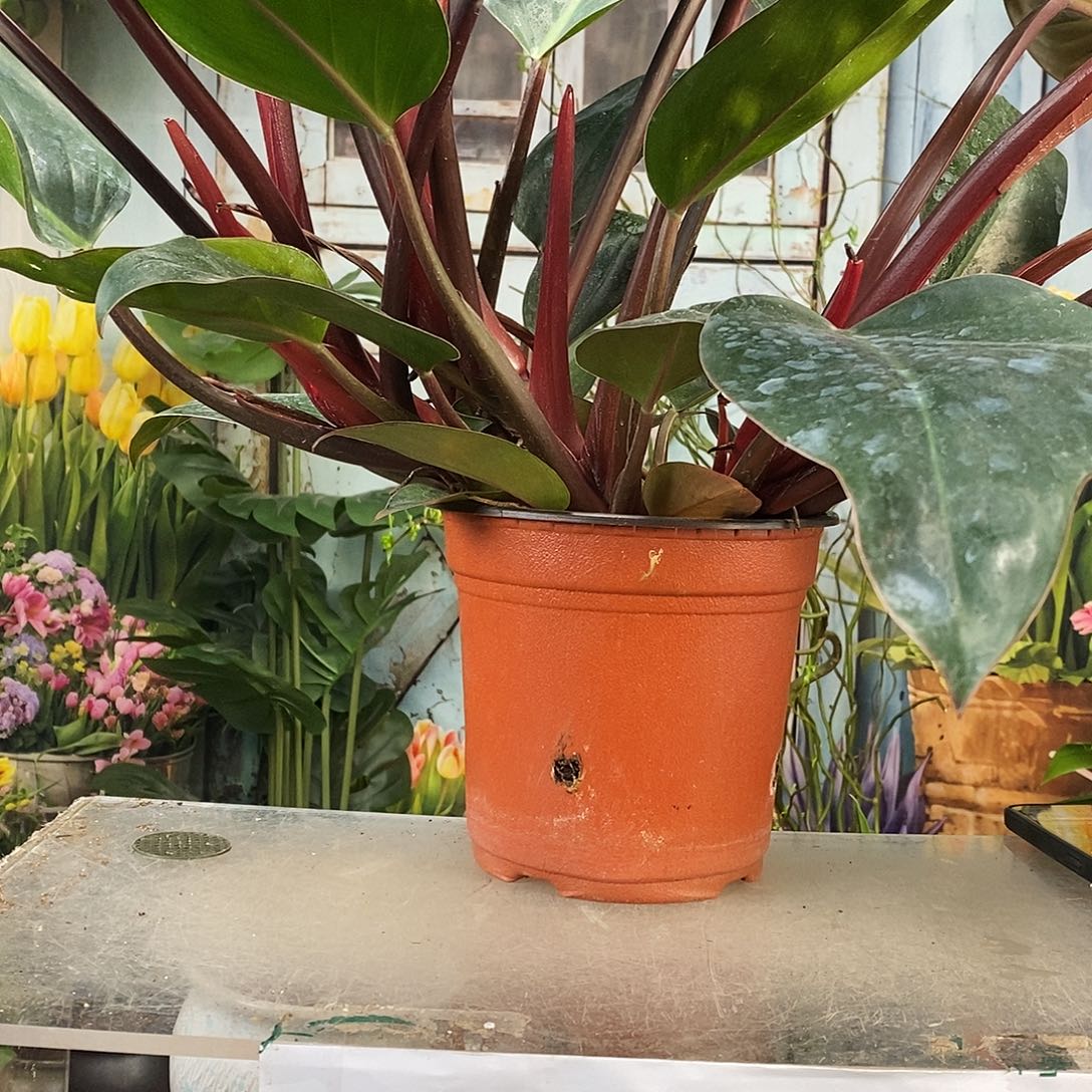 红陶红钻60到70高，一盆