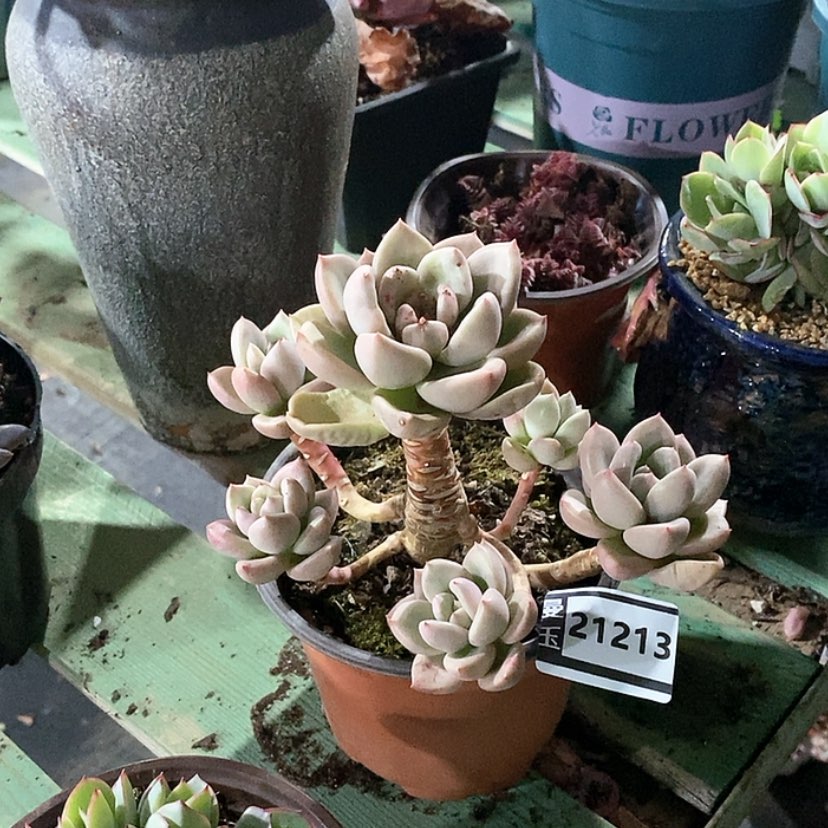 【闪购商品】多肉奶油鳄梨21213