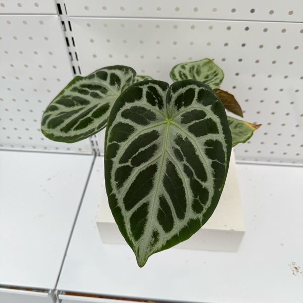 skg银杂黑色个体面纱 双株花烛热植
