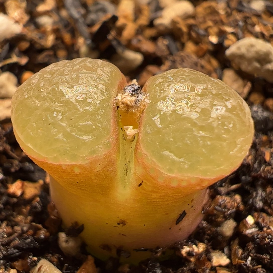 芭比风铃多肉植物百科