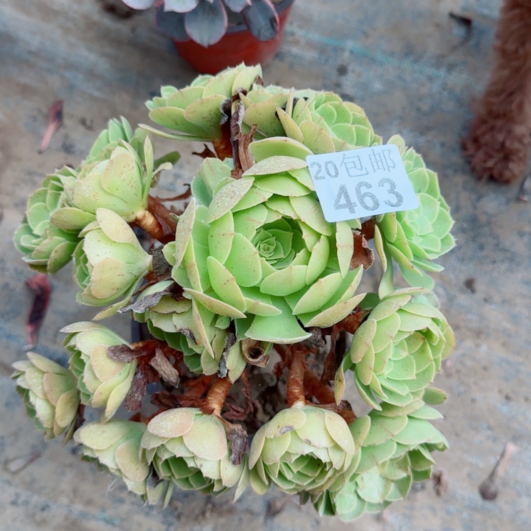 沙拉万463满20包邮断枝不包