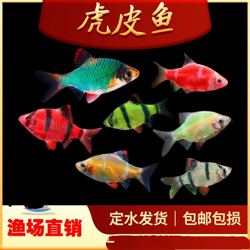 虎皮鱼新手热带鱼鱼苗观赏鱼小型淡水养绿虎皮金虎皮宠物荧光虎皮