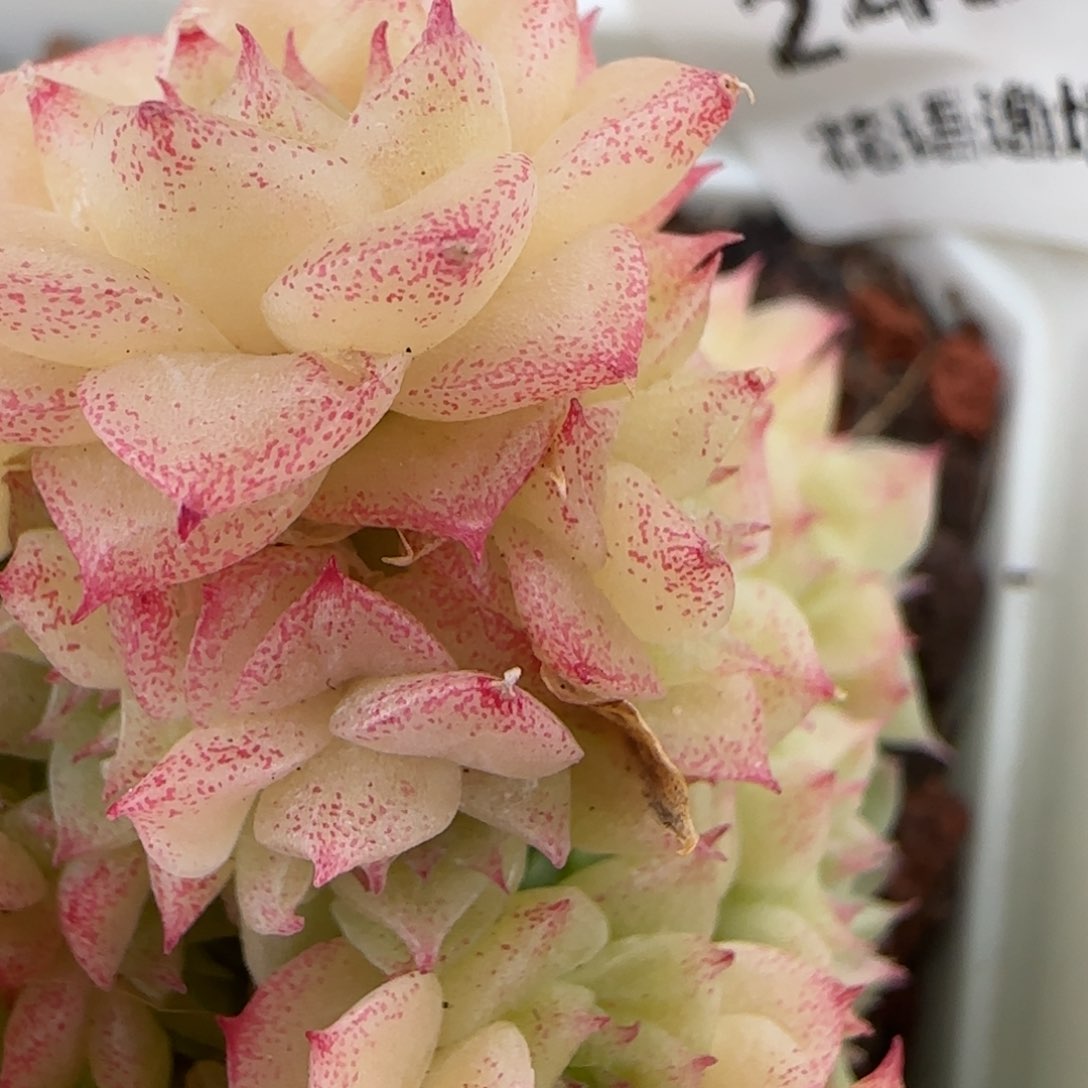 花语逸镜0204-243散