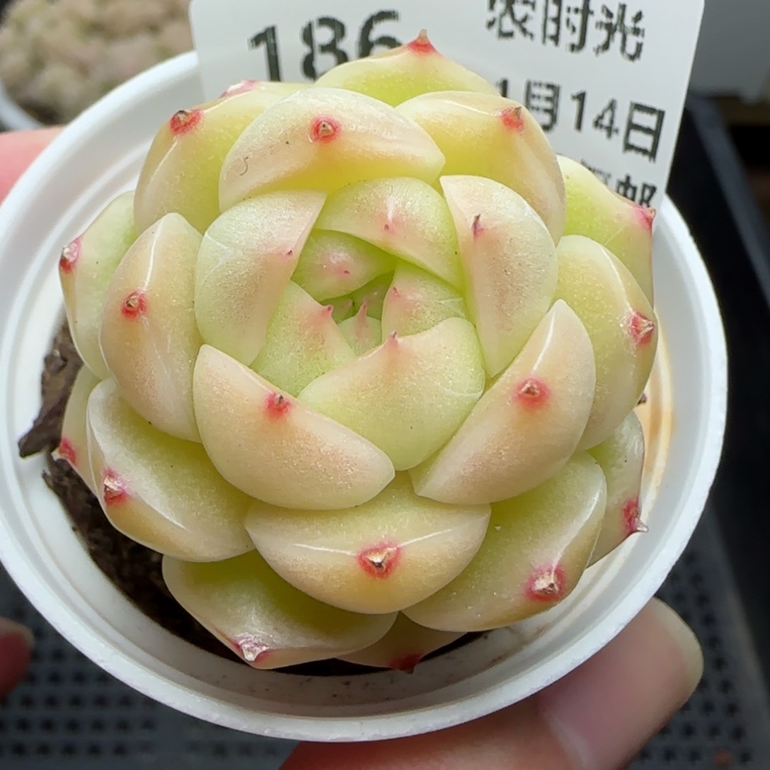 0114-186麦秆包子