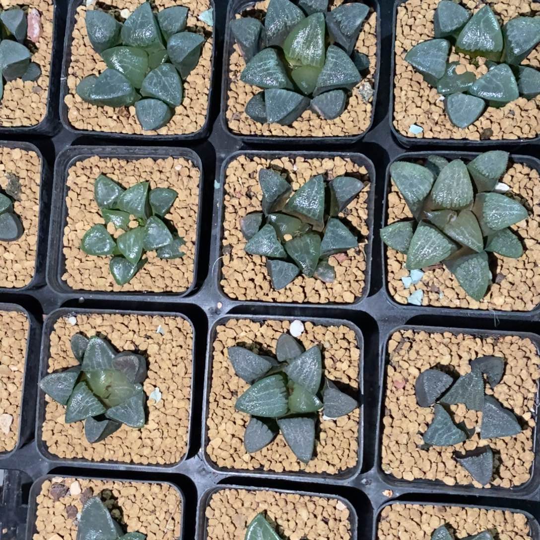 3110 一颗实生大克苗 高货 元旦福利