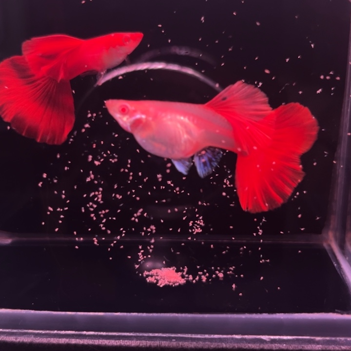 孔雀鱼半月尾红玫瑰1对