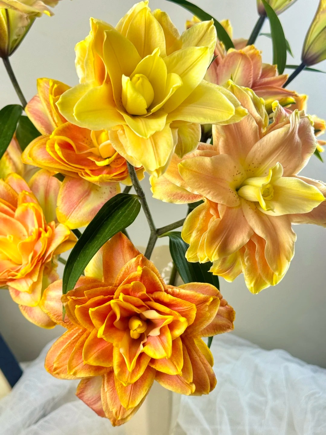 【源头优选】金玉满堂重瓣百合任意2单升级快递 元旦福利