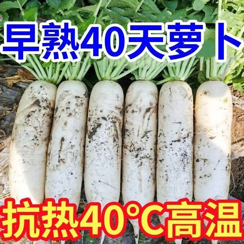 耐高温40度夏季白玉萝抗热抗病高产大白萝卜种子耐抽苔阳台种植简