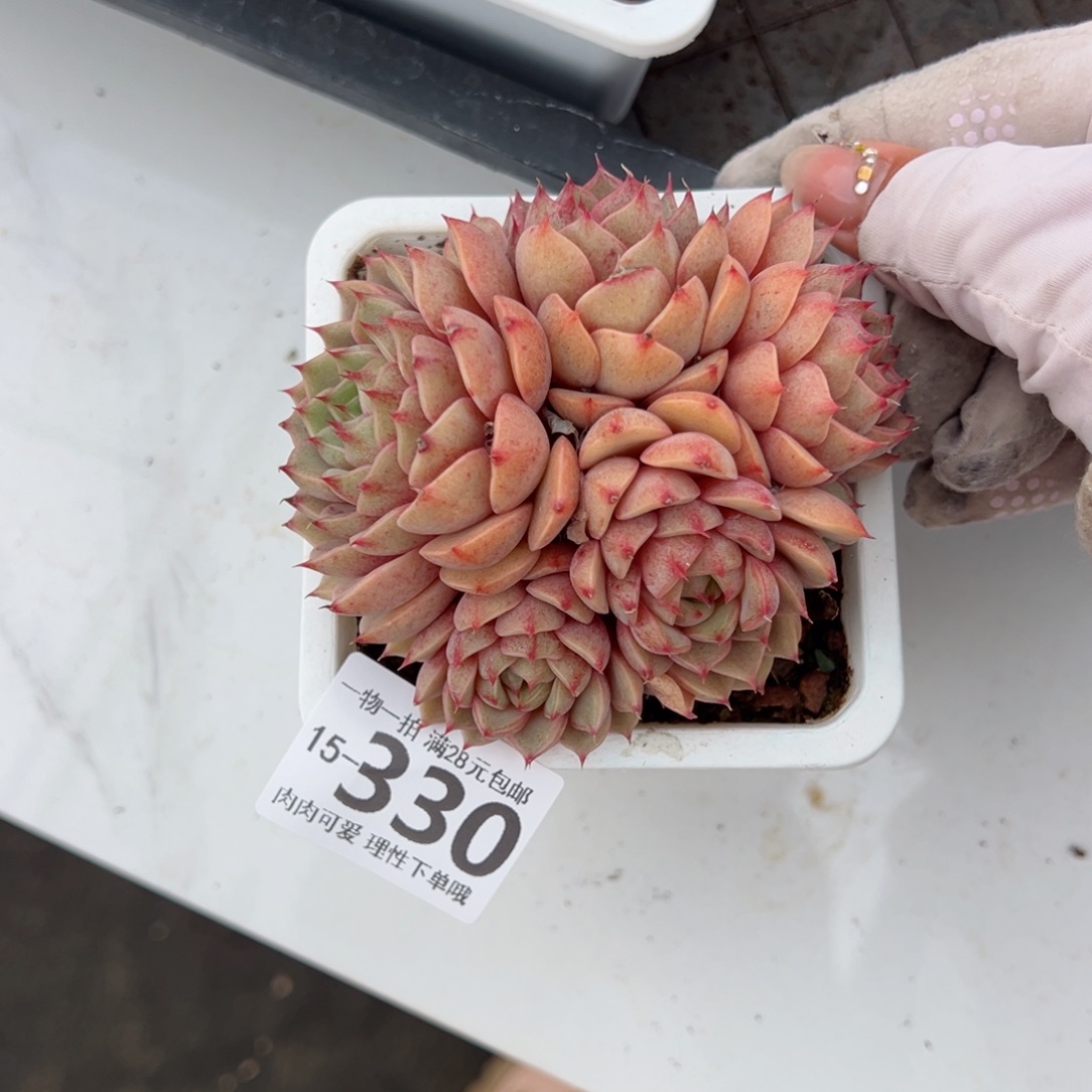 笨吧多肉多肉多肉多肉