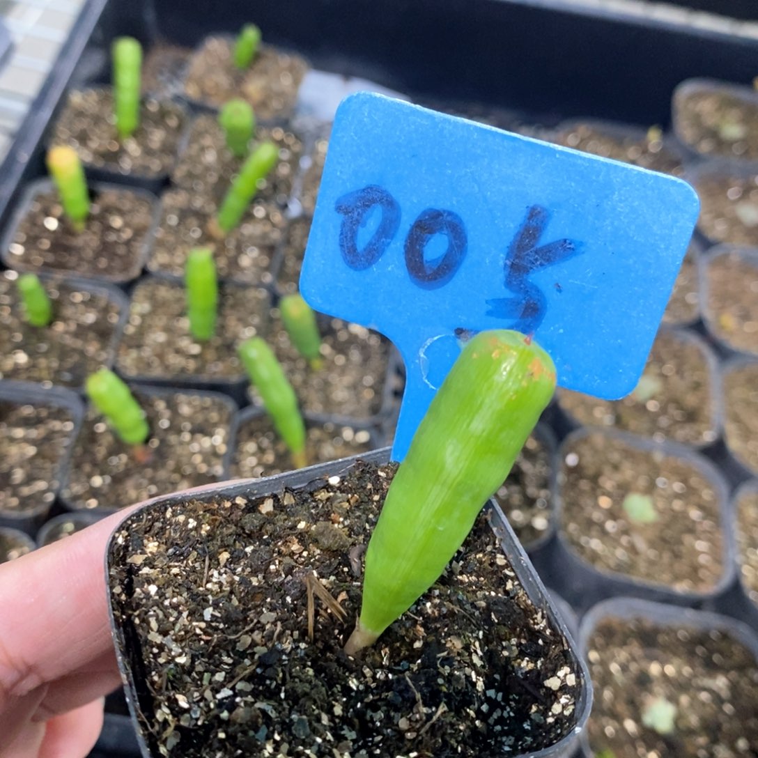 针管多肉植物一个