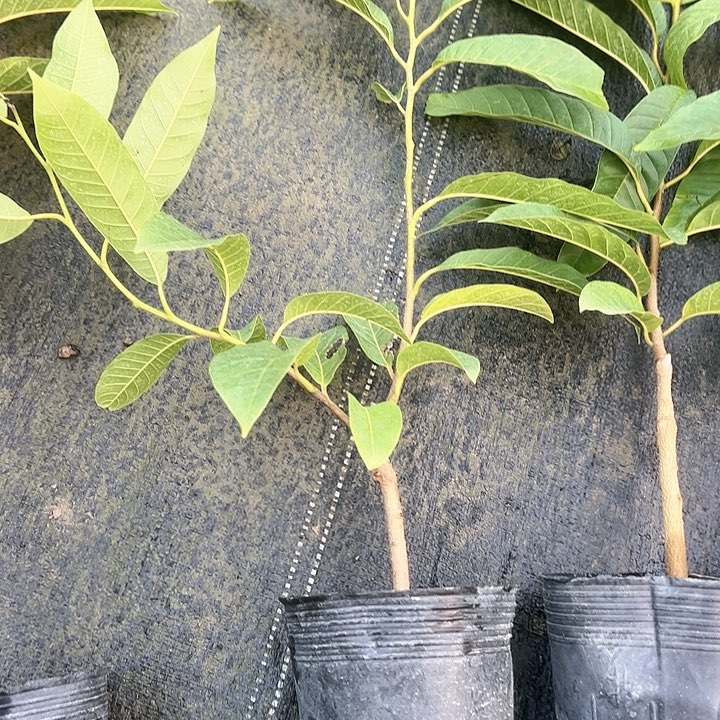 独***步天使2580952578983257