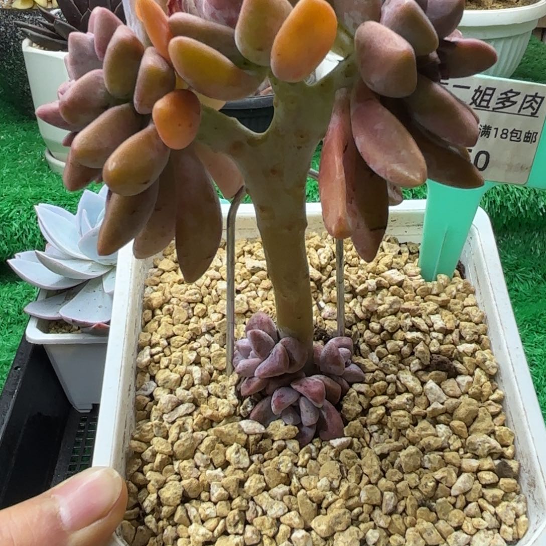 唐二姐多肉编号150
