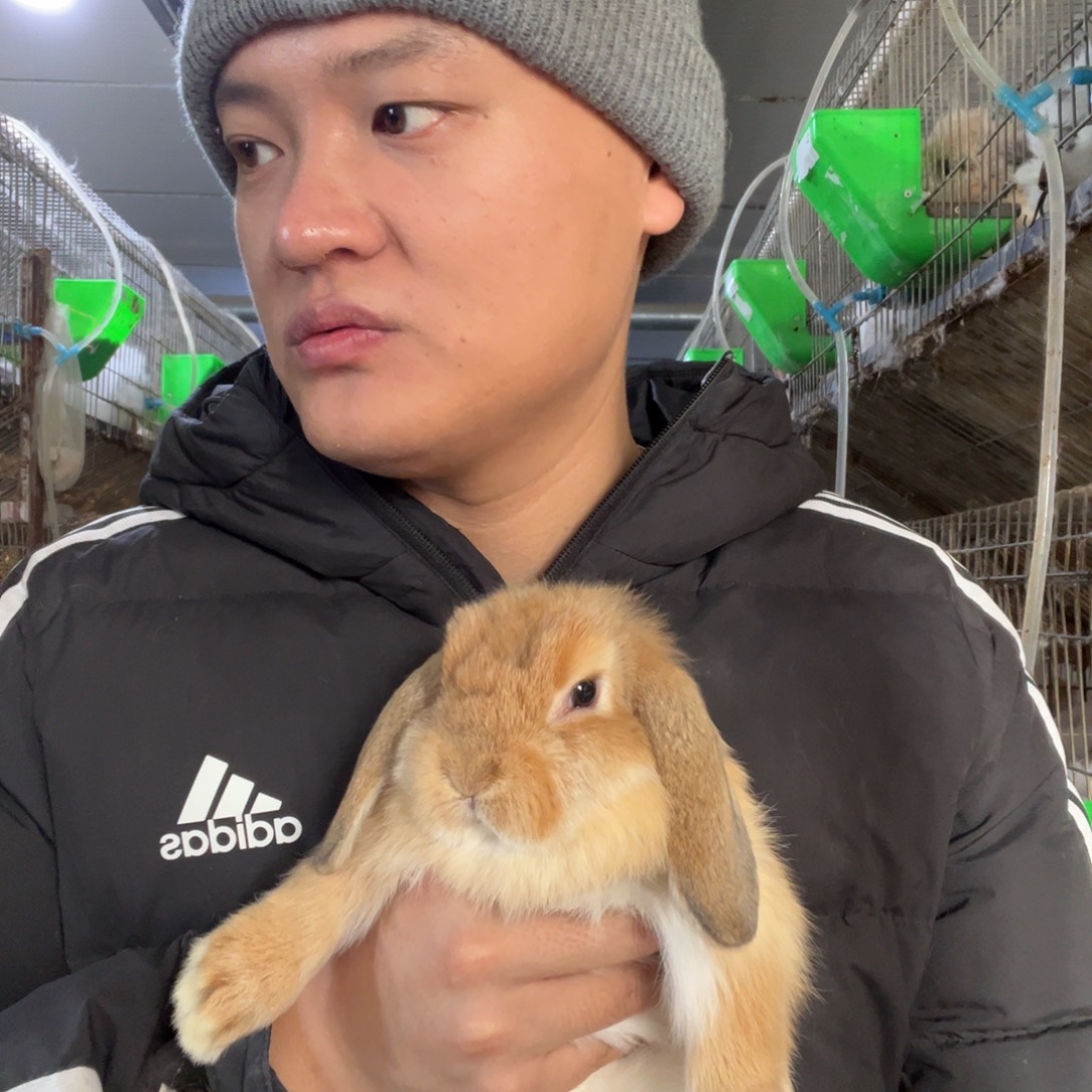 双血统英系安哥拉兔