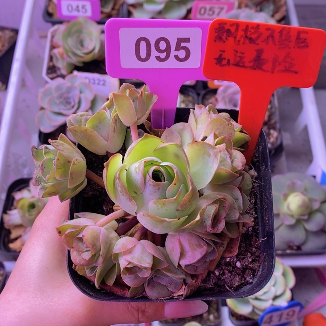 玫瑰群一物一拍095 裸根发