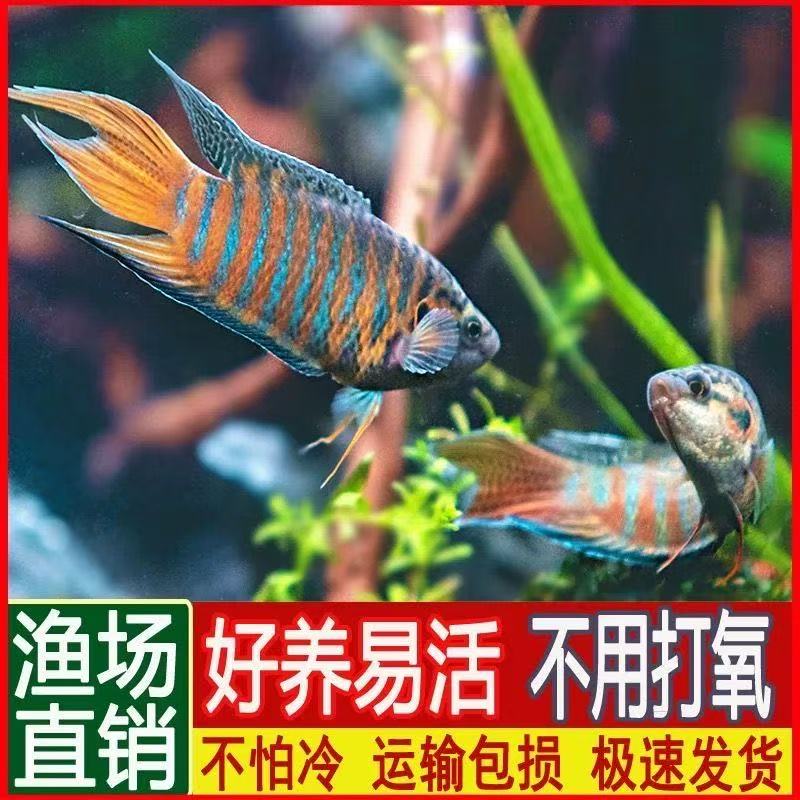 中国斗鱼改良巨普冷水淡水菩萨鱼国斗小型观赏鱼苗耐活好养免打氧