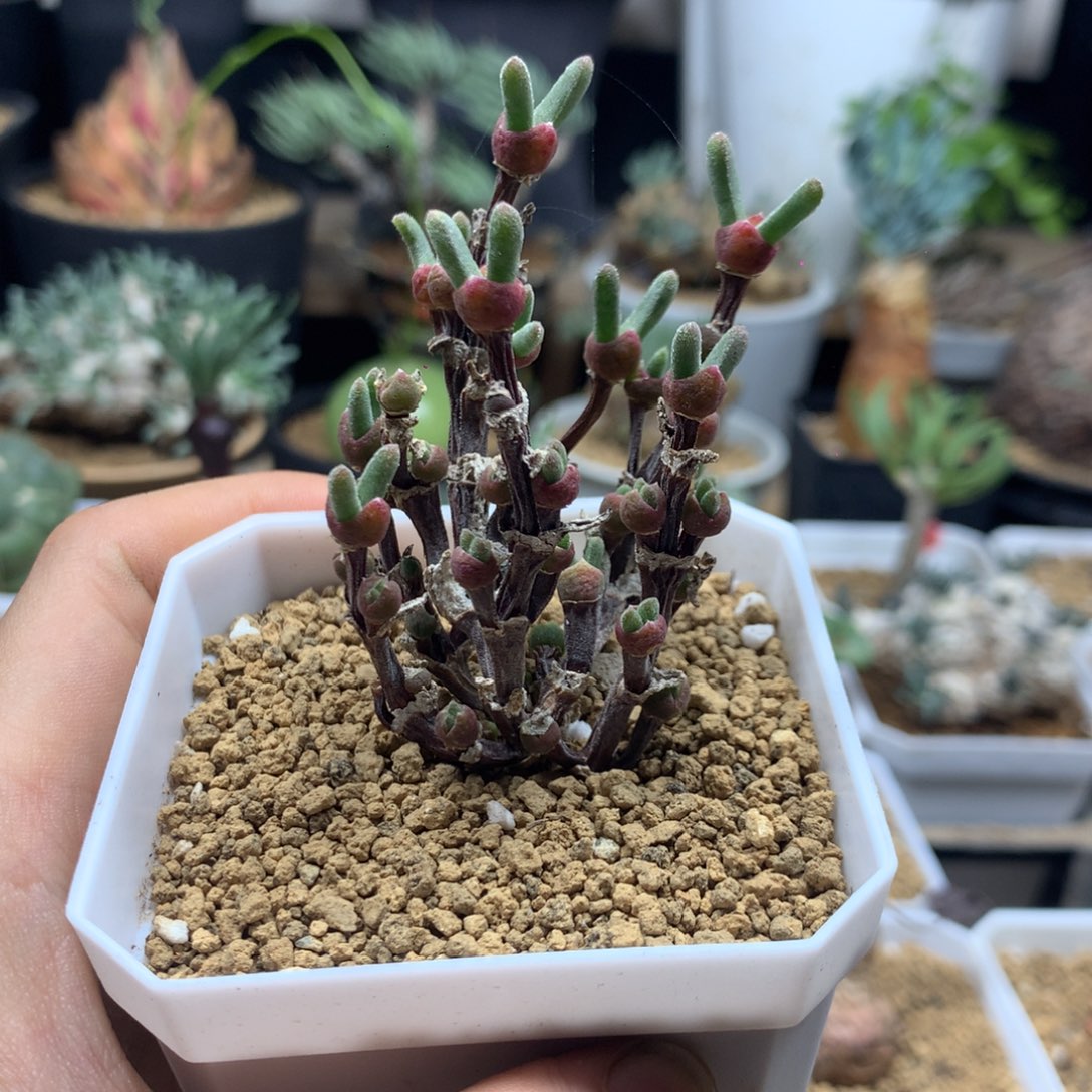 枝干兔子脱土发货