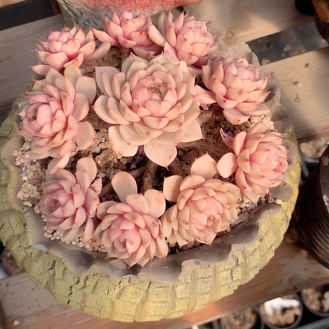 笨吧多肉植物老桩多肉