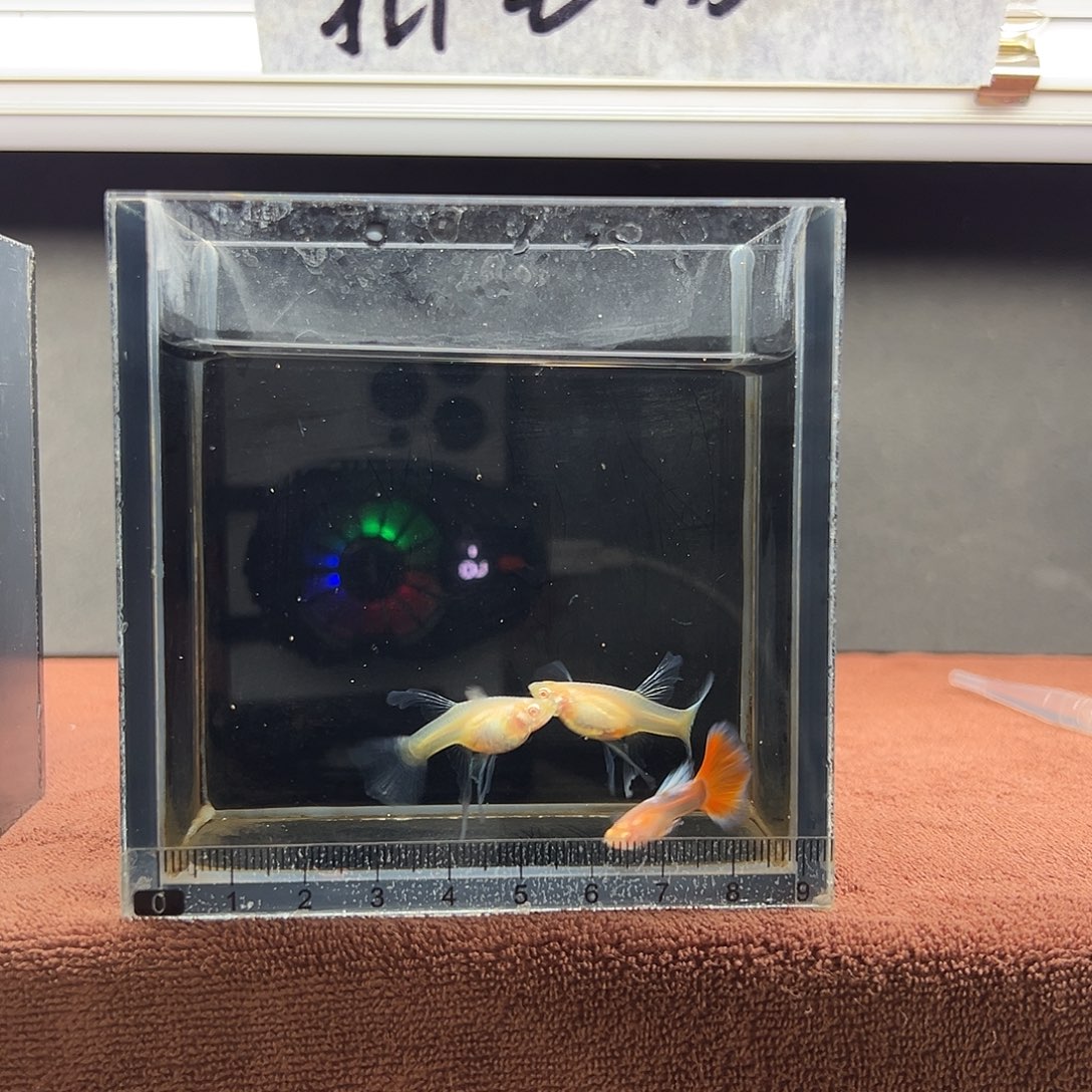 老***刀孔雀鱼加热包运费8.8