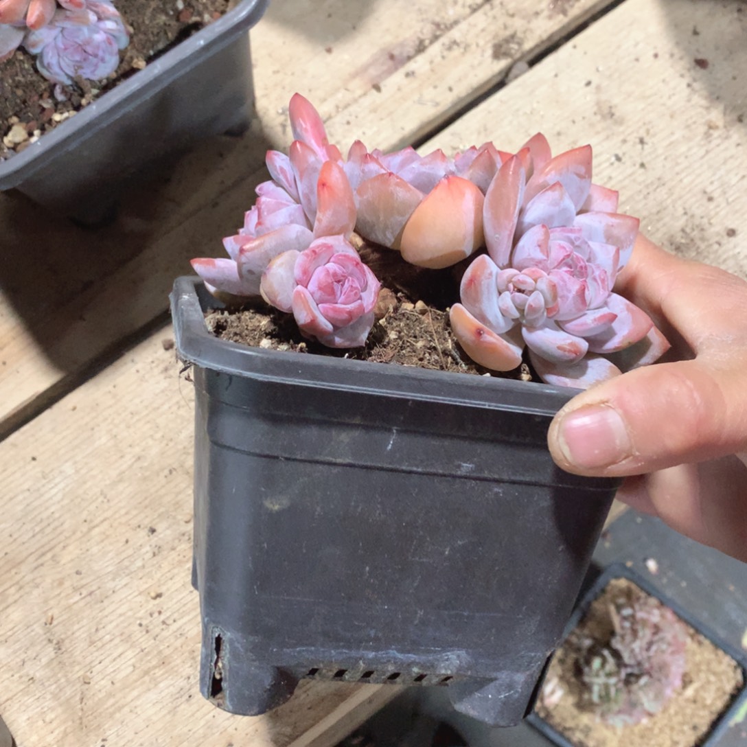 多肉植物多肉植物