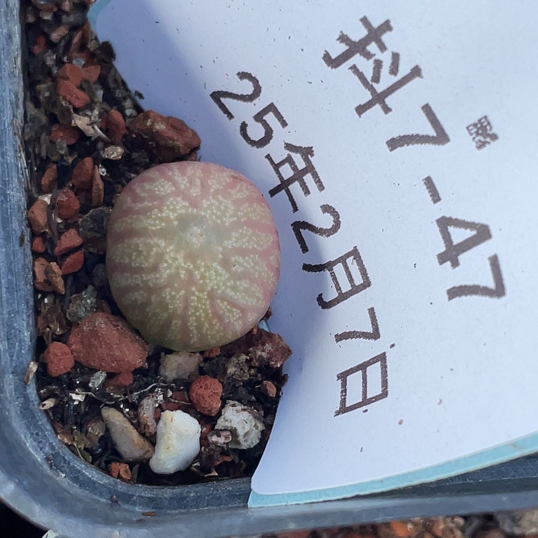 7-47送奶杂多肉植物