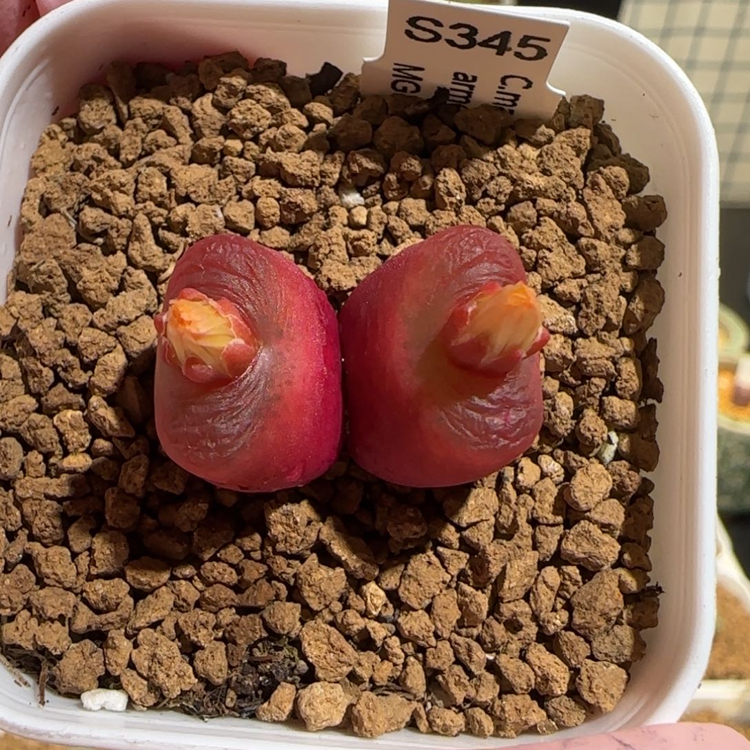 肉锥多肉植物组合-1430.5、1068