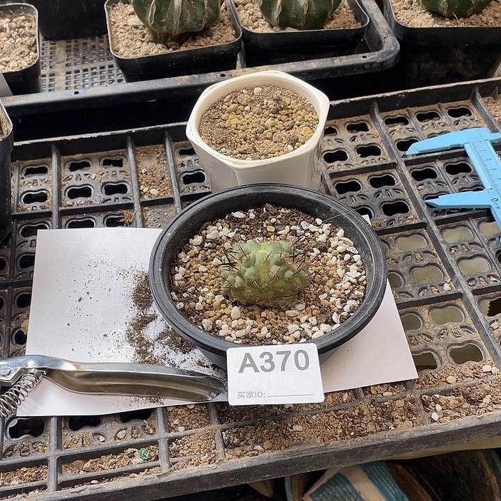 黑王玩370号仙人球