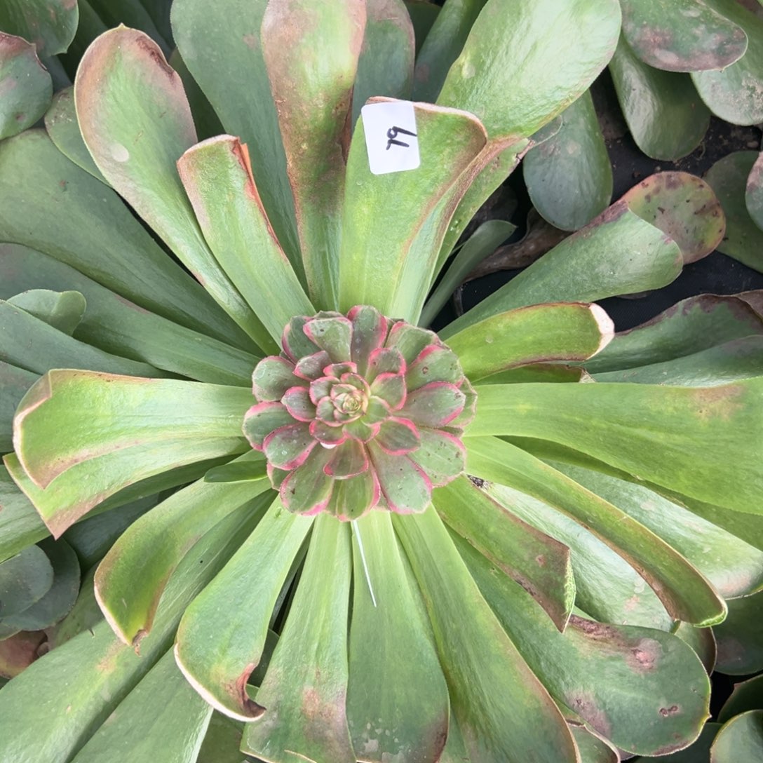 人***779拉菲嫁接多肉嘻嘻嘻