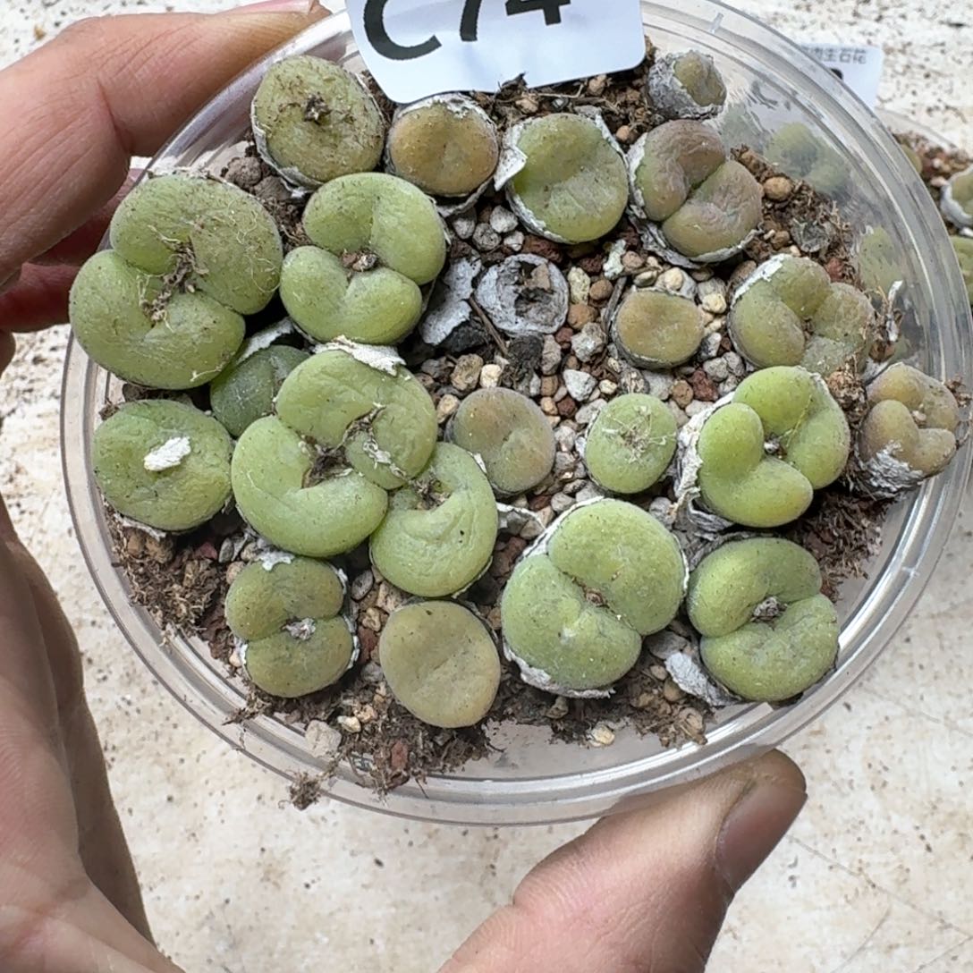 C74。 孔卡佛一盒超级福利