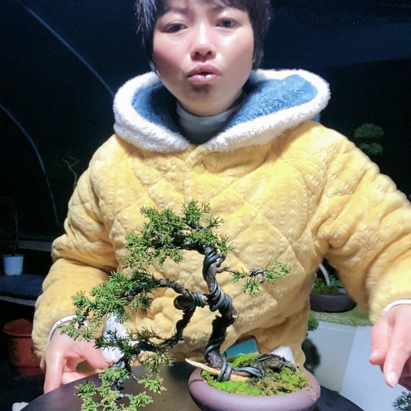 【闪购商品】盆景盆景艺术