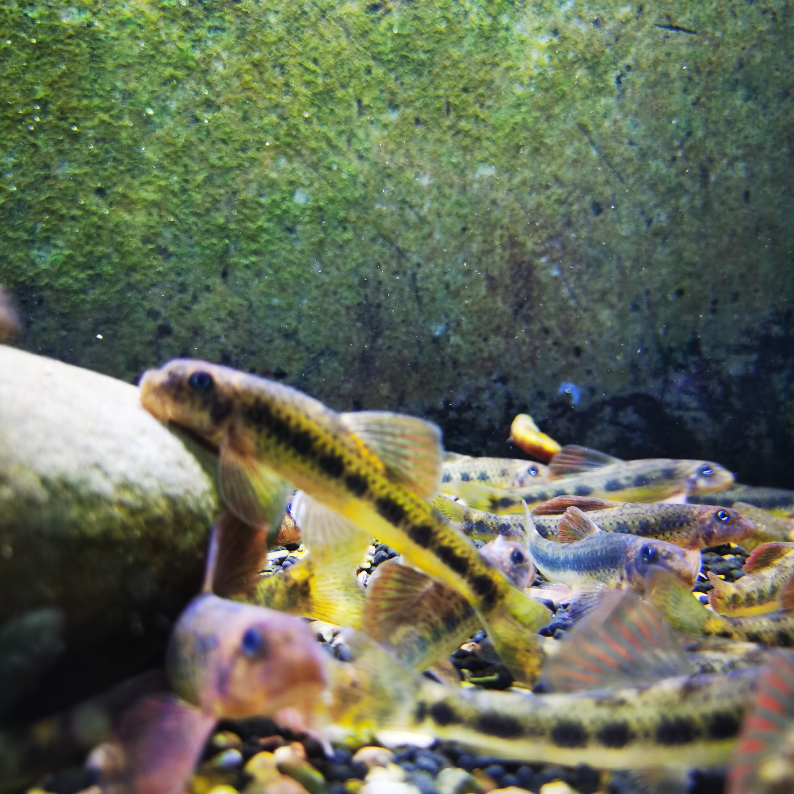 中号8-9cm建德小鳔鮈原生鱼底栖鱼除藻工具鱼冷水鱼群游鱼