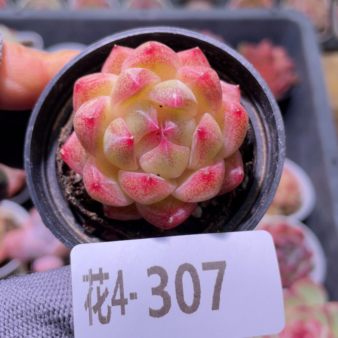 花利美4-307新品 